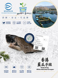 藍瓜子斑魚